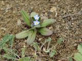 Myosotis heteropoda