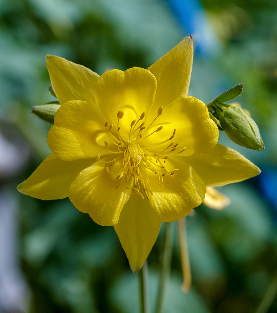 Изображение особи род Aquilegia.