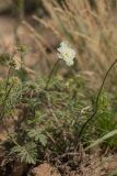 Scabiosa bipinnata. Верхушки побегов с соцветиями в разных стадиях развития. Кабардино-Балкария, Чегемский р-н, окр. с. Эльтюбю, ок. 1800 м н.у.м., сухой травянистый склон. 06.08.2021.