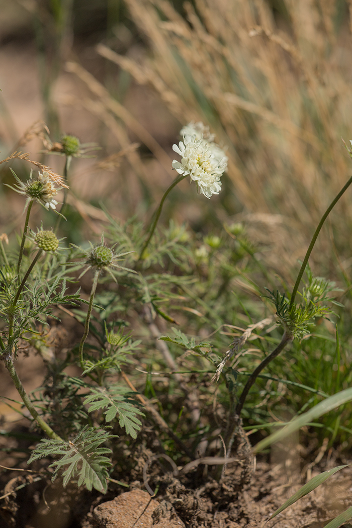 Изображение особи Scabiosa bipinnata.