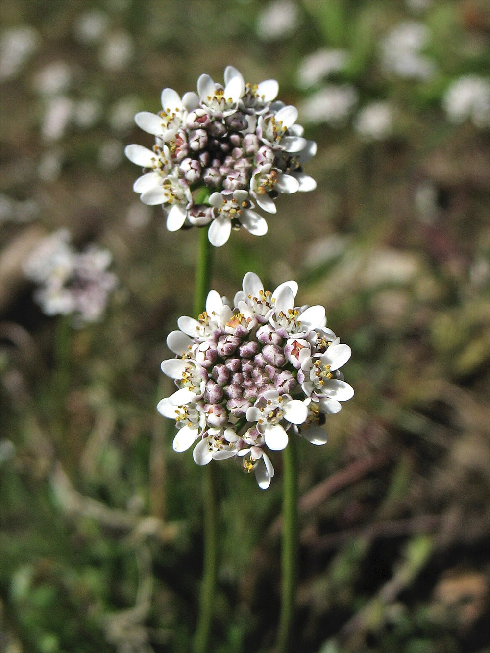 Image of Teesdalia nudicaulis specimen.