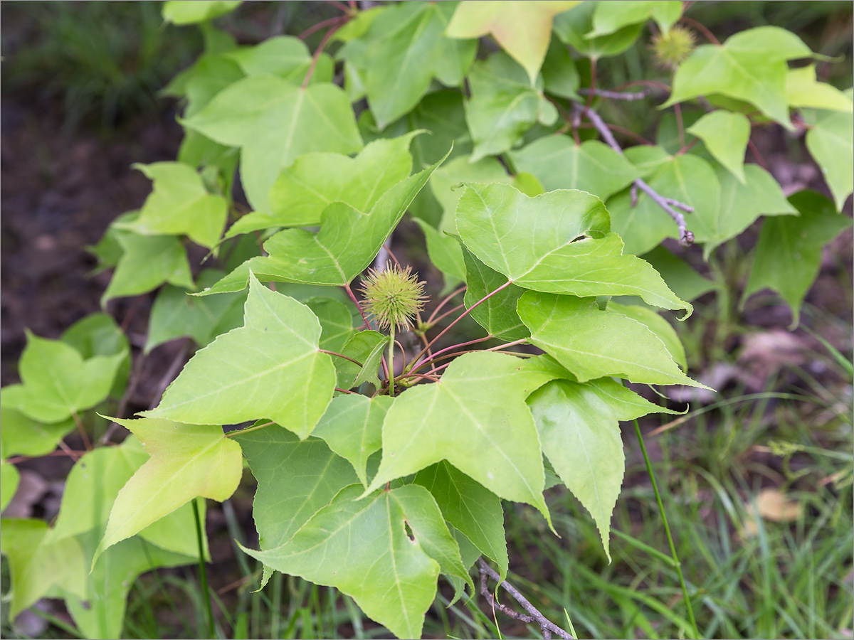 Изображение особи Liquidambar formosana.