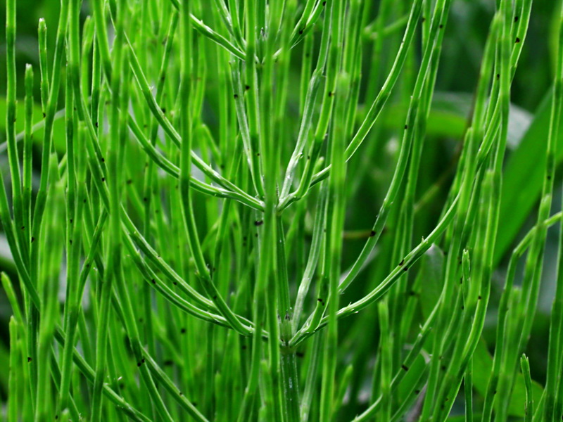 Image of Equisetum arvense specimen.