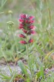 Echium russicum. Цветущее растение. Республика Северная Осетия-Алания, Ирафский р-н, с. Дзинага, Большой Кавказ, долина р. Караугомдон, правый берег р. Гулардон, ≈ 1500 м н.у.м., каменистое место. 28.06.2021.