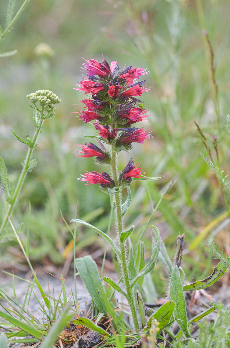 Изображение особи Echium russicum.