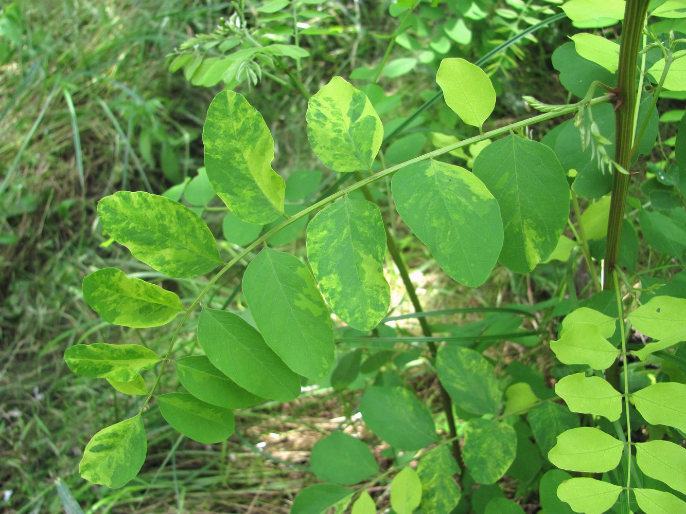 Изображение особи Robinia pseudoacacia.