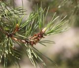 Pinus sylvestris. Верхушка веточки с сухими микростробилами. Республика Алтай, Улаганский р-н, долина р. Чульча, окр. ручья Артышту. 7 августа 2020 г.