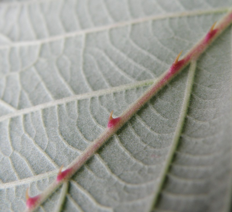 Image of Rubus sanctus specimen.