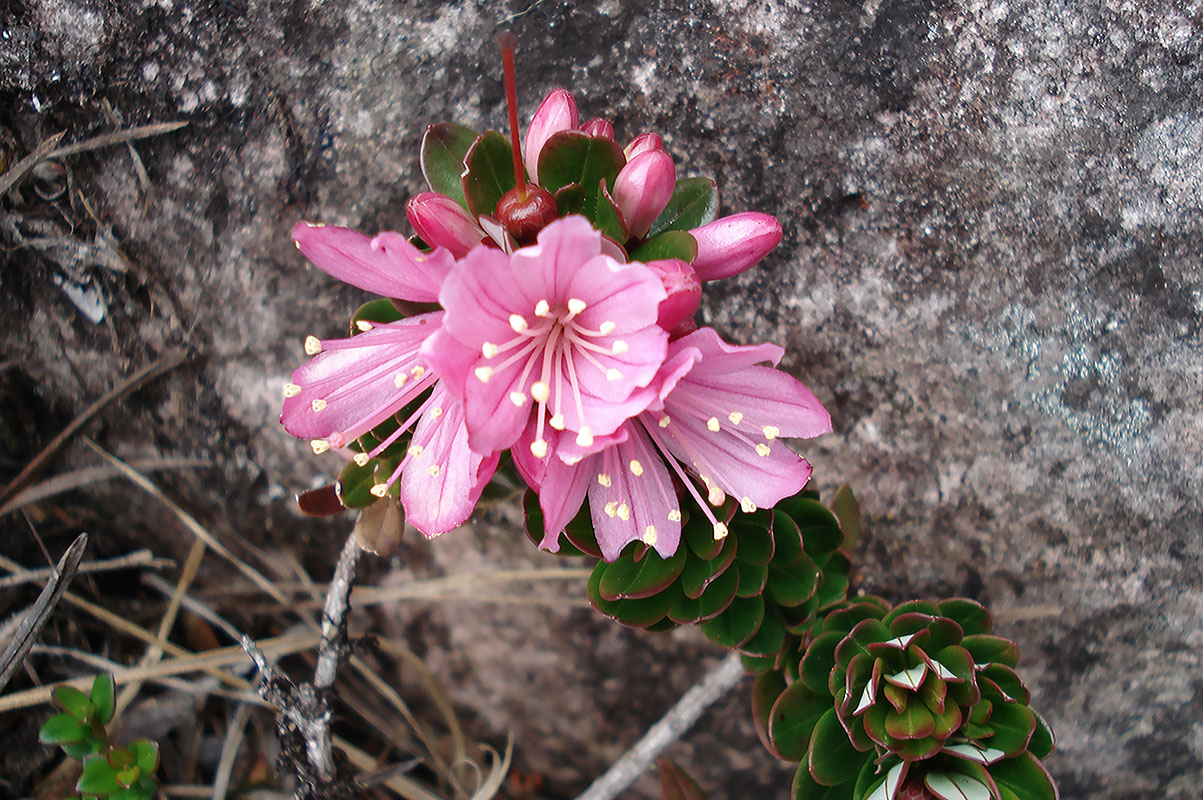 Image of Bejaria imthurnii specimen.