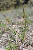 Carex liparocarpos