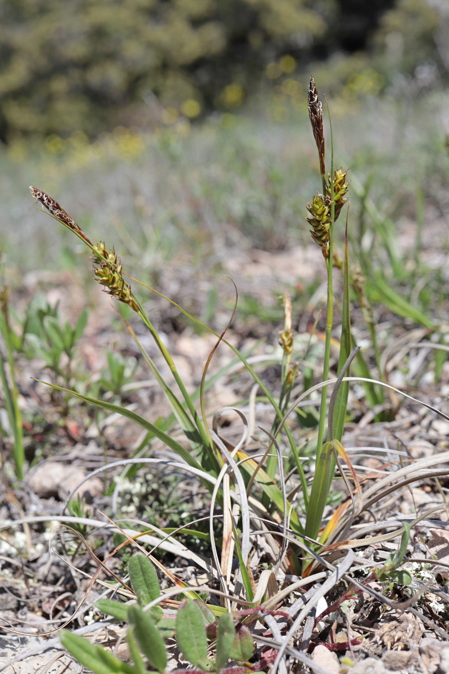 Изображение особи Carex liparocarpos.