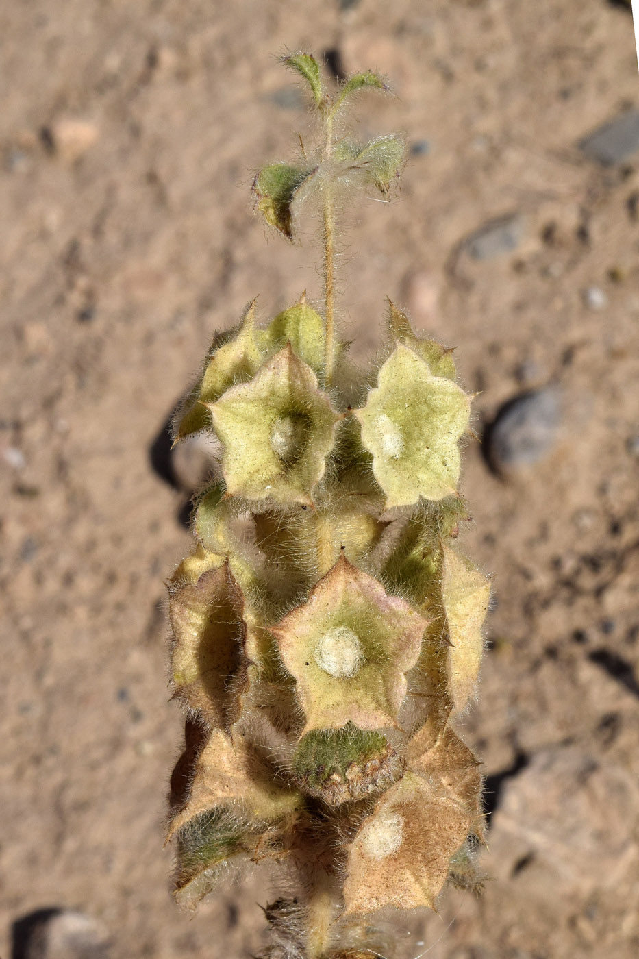 Image of Eremostachys isochila specimen.