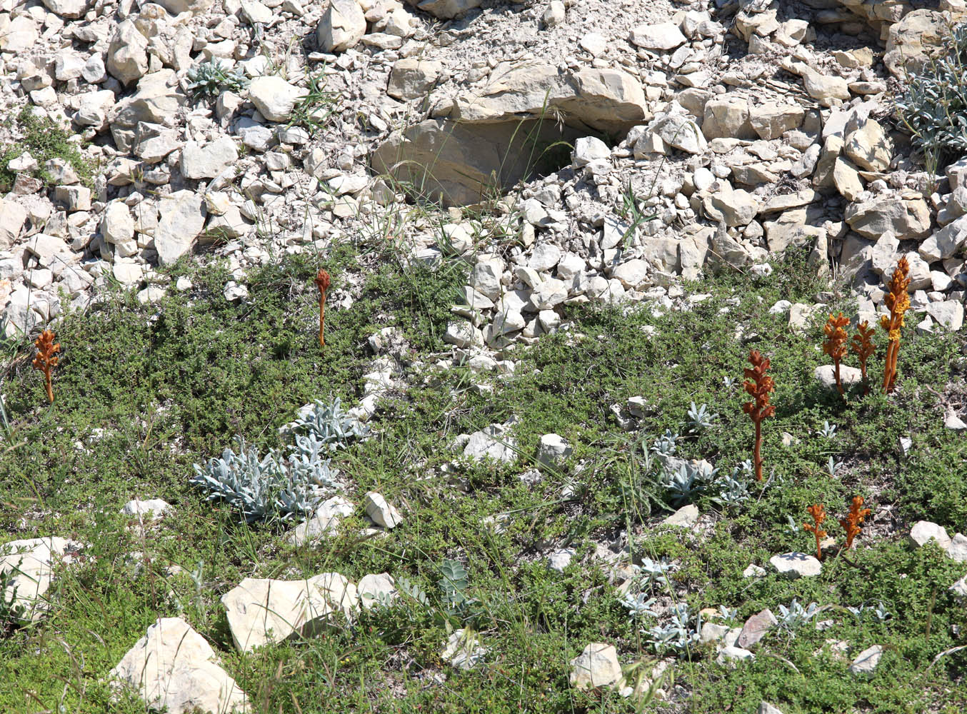 Image of Orobanche alba ssp. xanthostigma specimen.