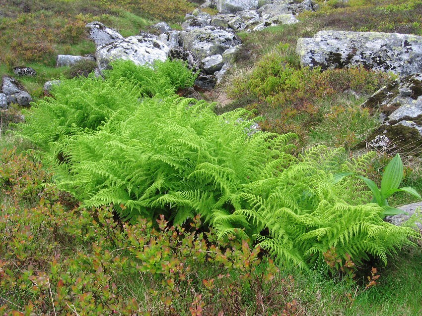 Image of Athyrium distentifolium specimen.