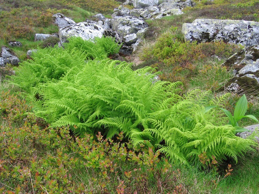 Изображение особи Athyrium distentifolium.