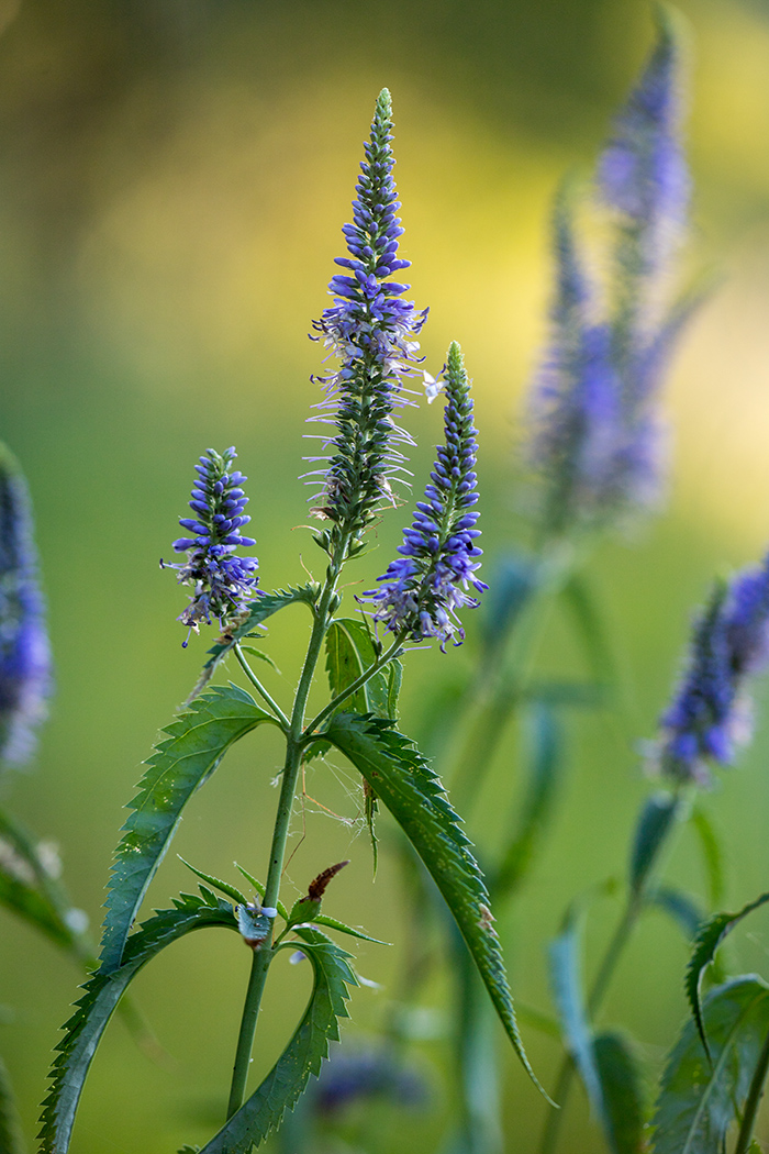 Image of Veronica longifolia specimen.