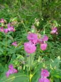 Impatiens glandulifera