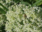 Cardaria draba