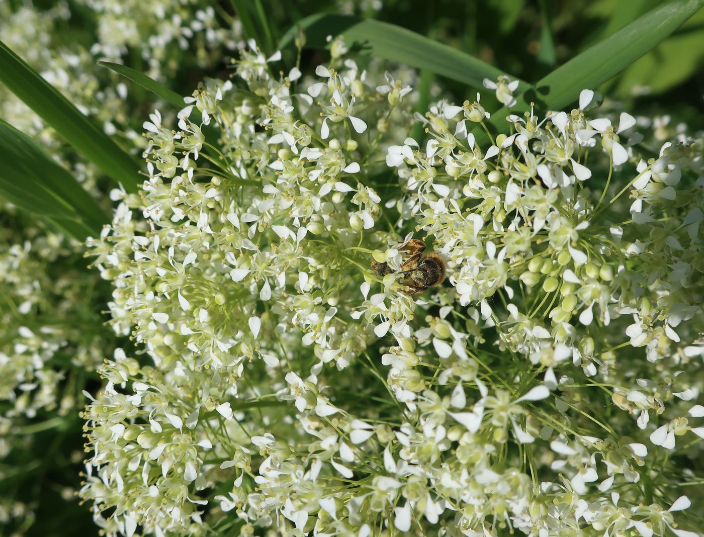 Image of Cardaria draba specimen.