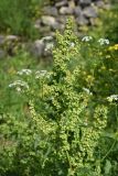 Rumex longifolius. Верхушка плодоносящего растения. Республика Ингушетия, Джейрахский р-н, заброшенное селение Эгикхал, луг рядом с башнями. 22 июня 2022 г.