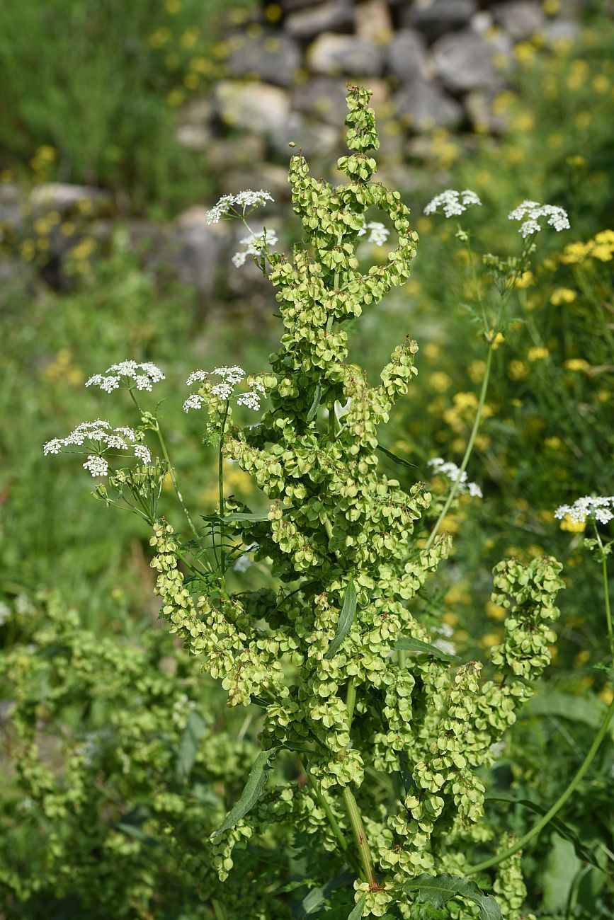 Изображение особи Rumex longifolius.