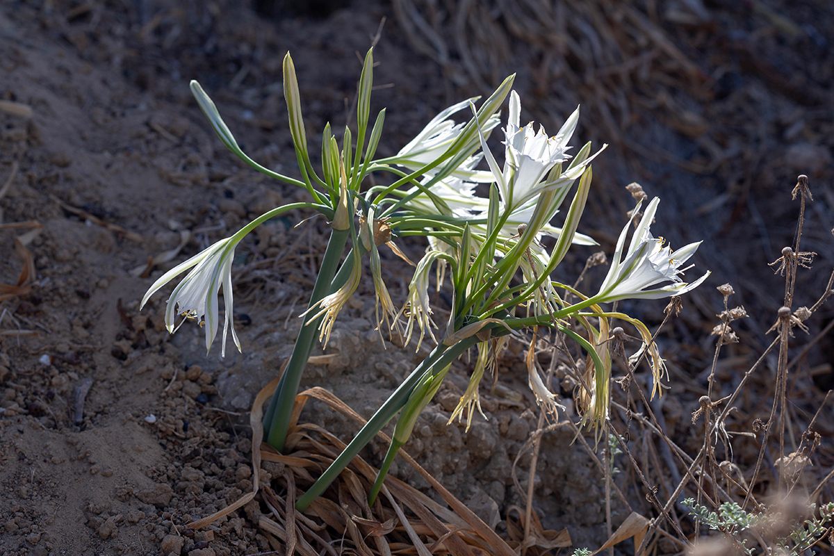 Изображение особи Pancratium maritimum.