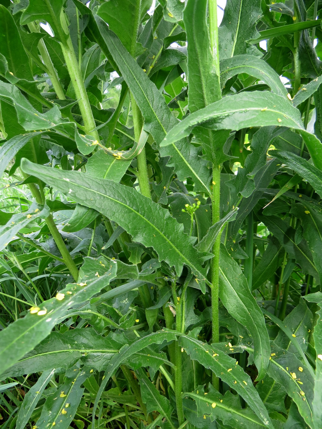 Image of Bunias orientalis specimen.