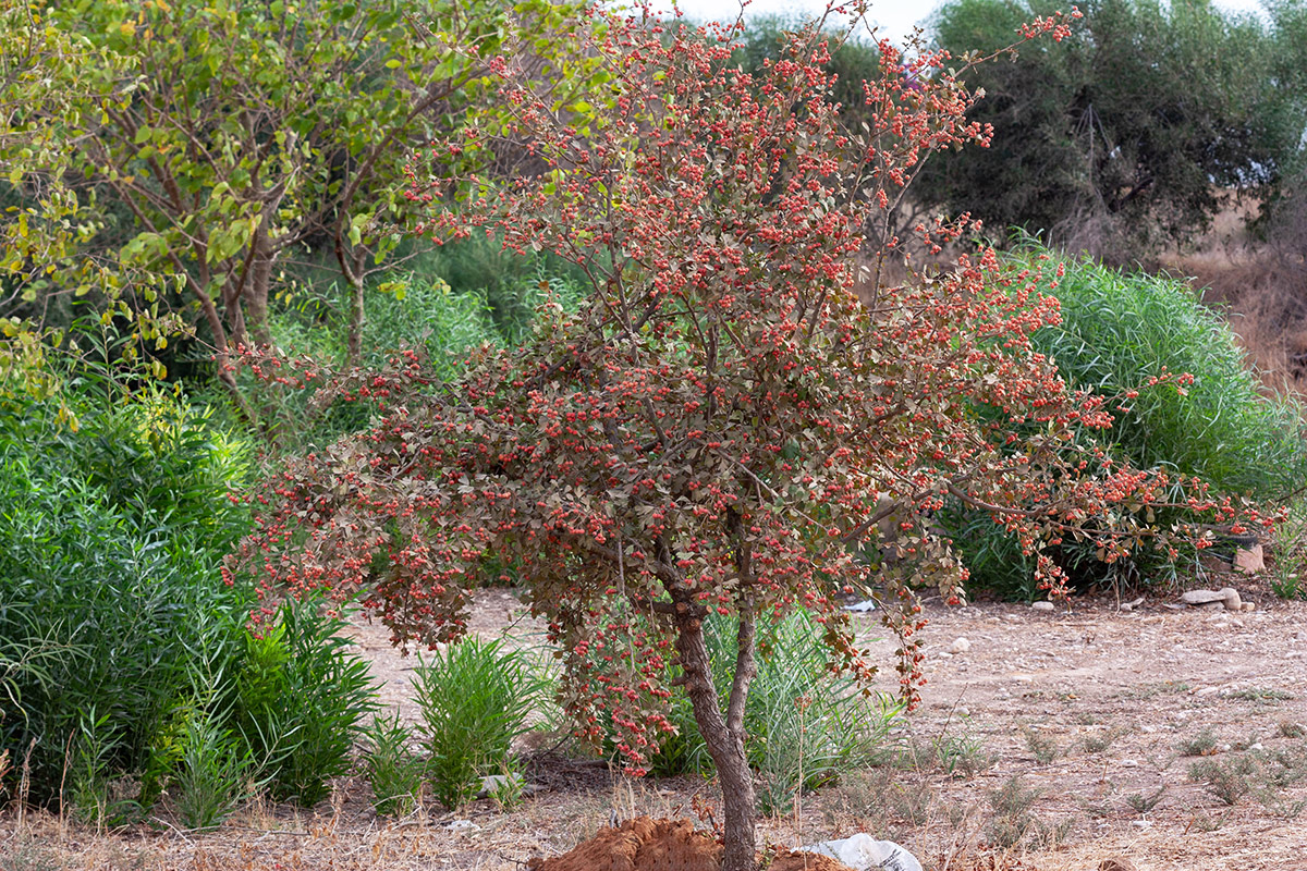 Image of Crataegus aronia specimen.