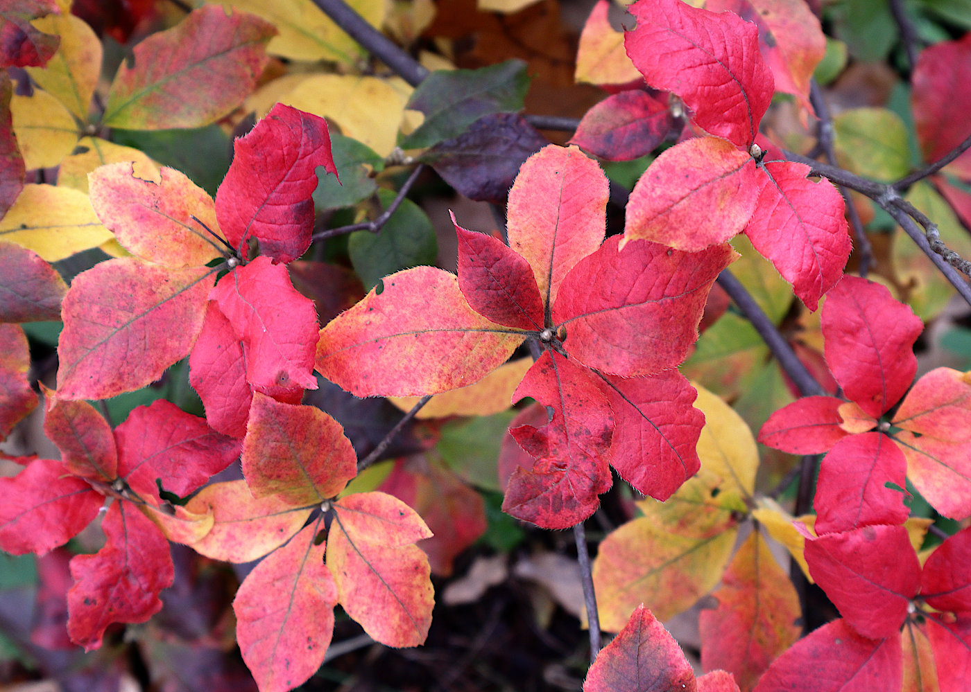 Image of Rhododendron roseum specimen.