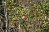 Malus domestica. Верхушка ветви с плодом. Московская обл., Сергиево-Посадский р-н, долина р. Пажа, опушка смешанного леса. 25.08.2021.