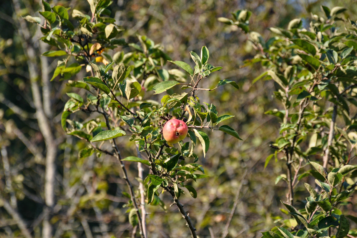 Изображение особи Malus domestica.