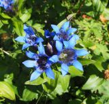 Gentiana septemfida