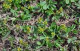 Sibbaldia procumbens. Отцветающие растения. Хакасия, Орджоникидзевский р-н, верховья р. Правая Сарала, луговой склон. 08.06.2022.