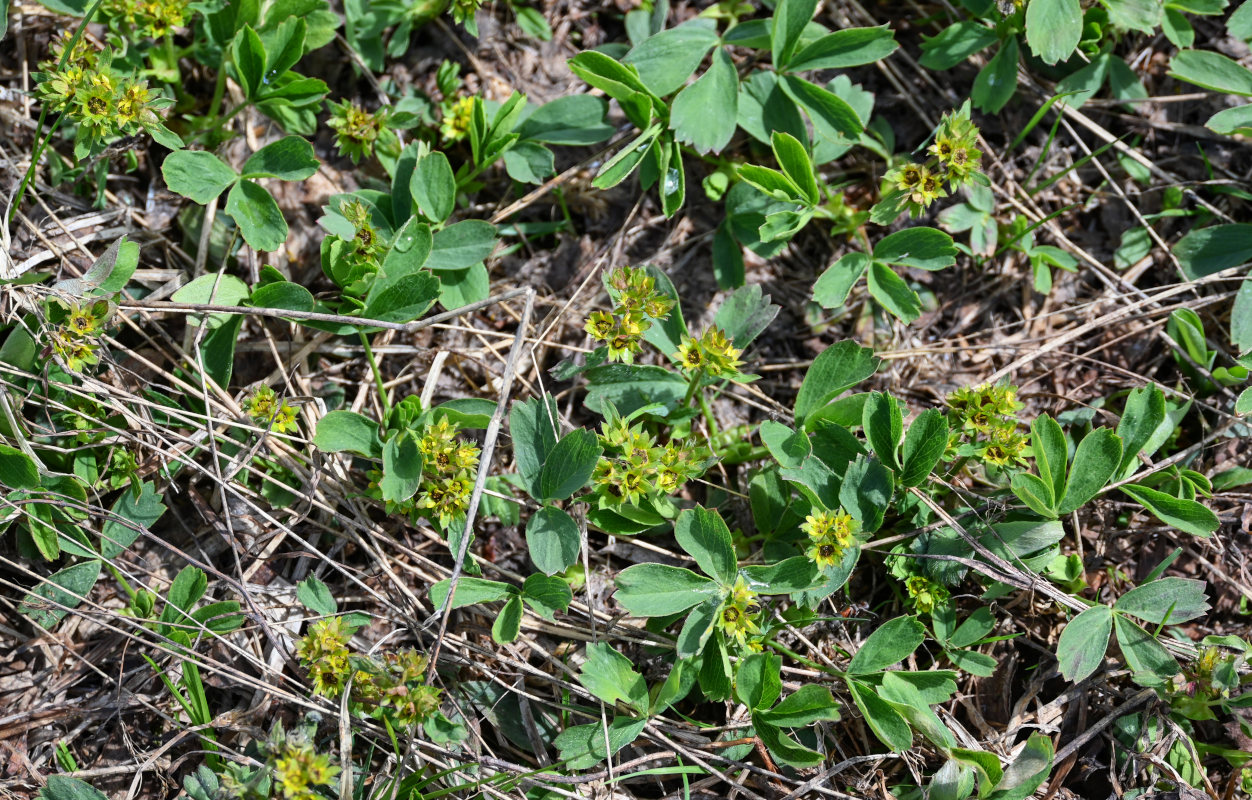 Изображение особи Sibbaldia procumbens.