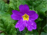 Primula vulgaris