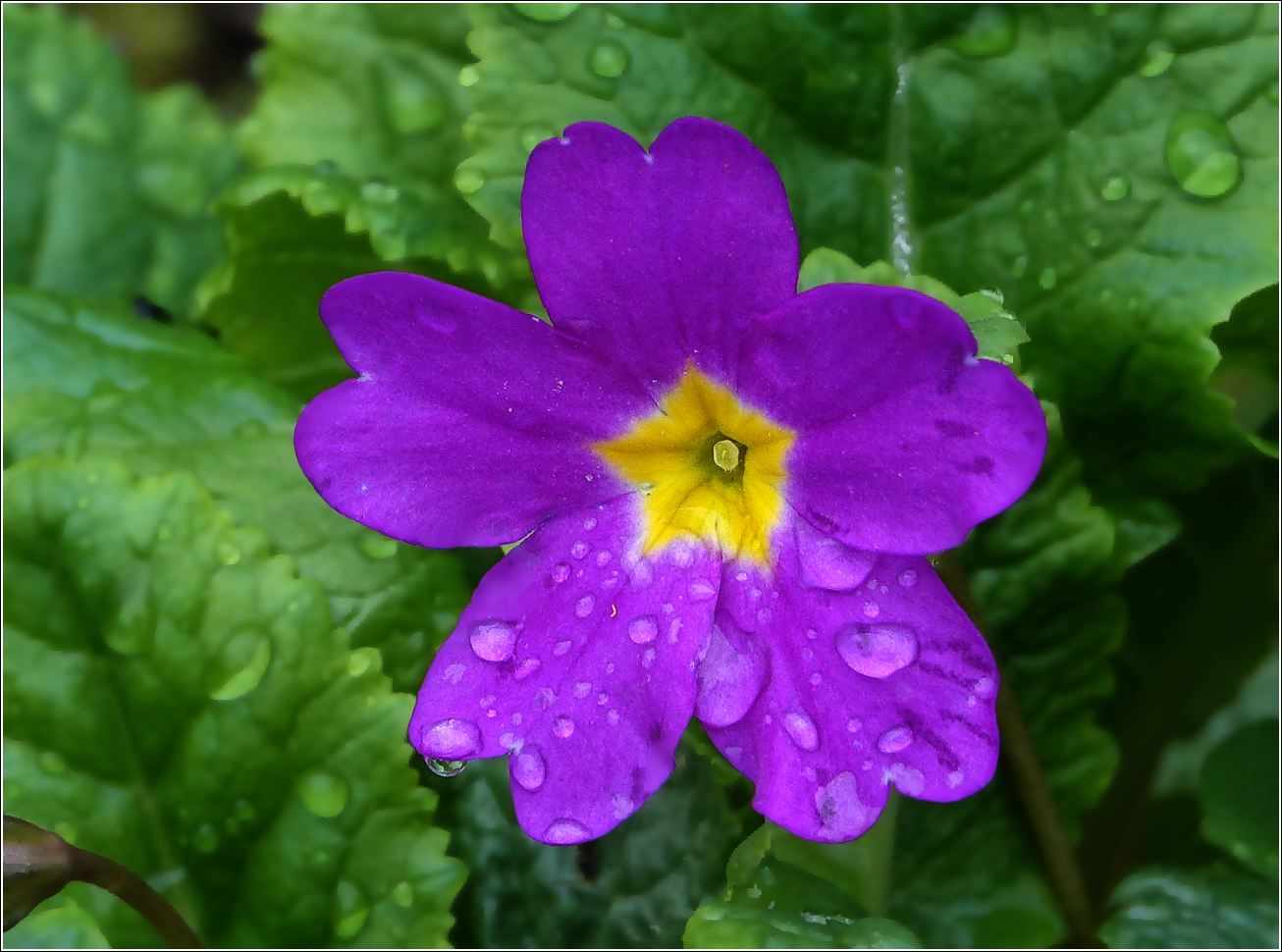 Изображение особи Primula vulgaris.