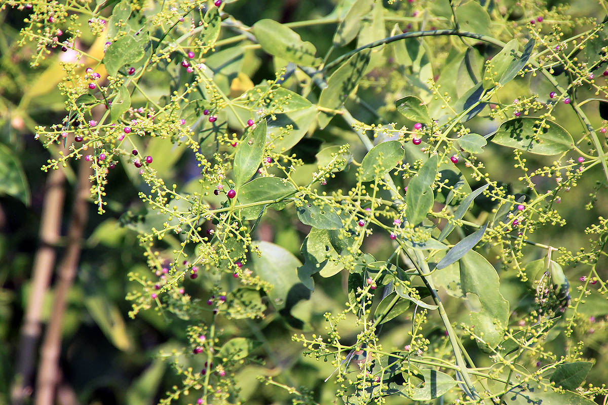 Image of Salvadora persica specimen.