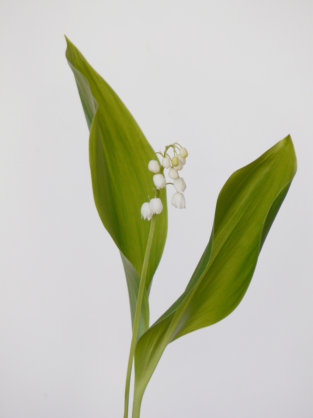 Image of Convallaria majalis specimen.