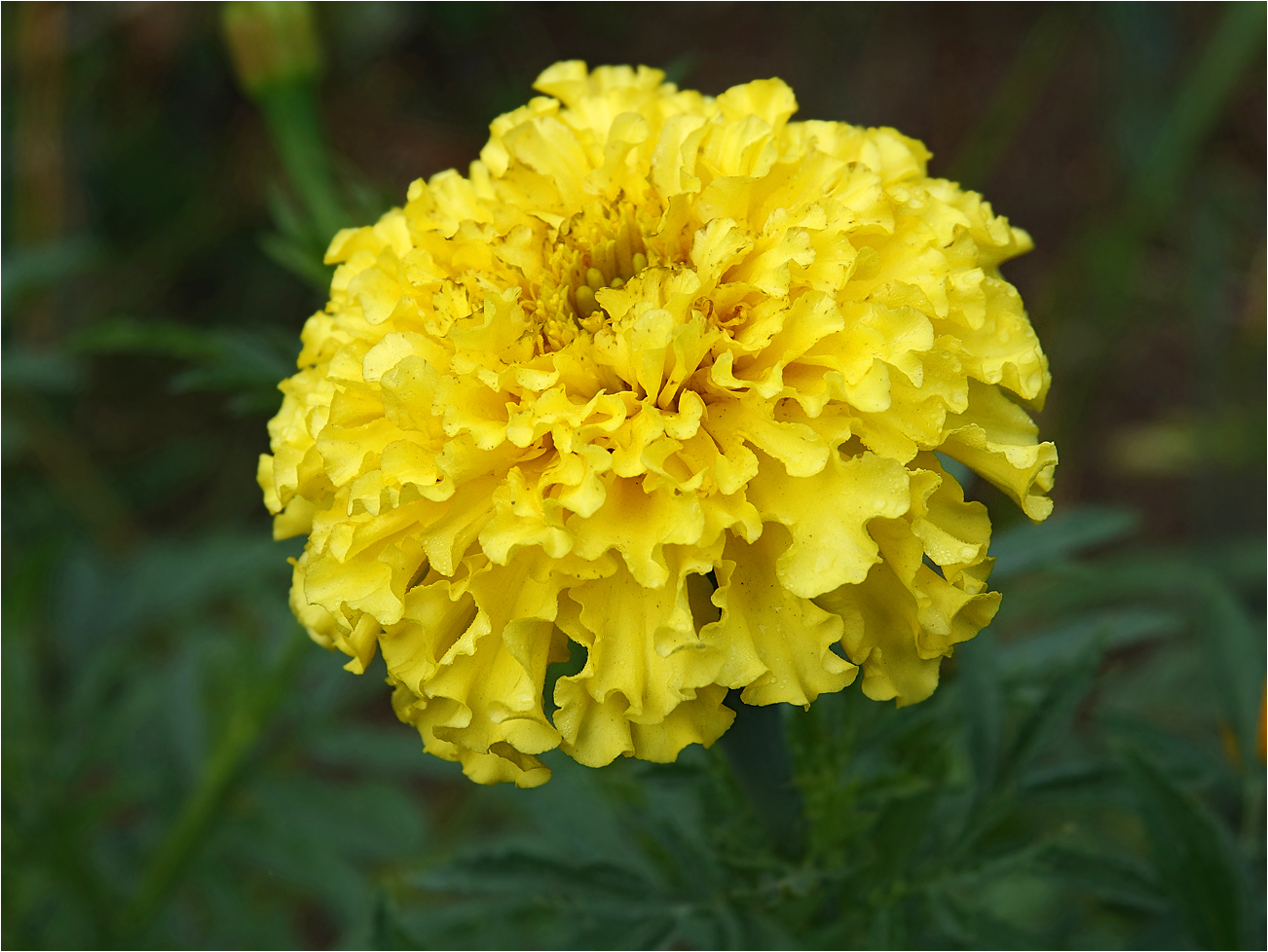 Image of Tagetes erecta specimen.