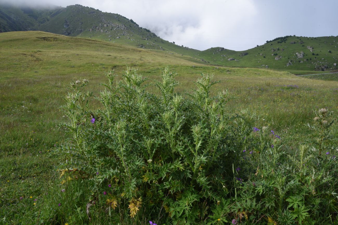 Изображение особи Cirsium pugnax.