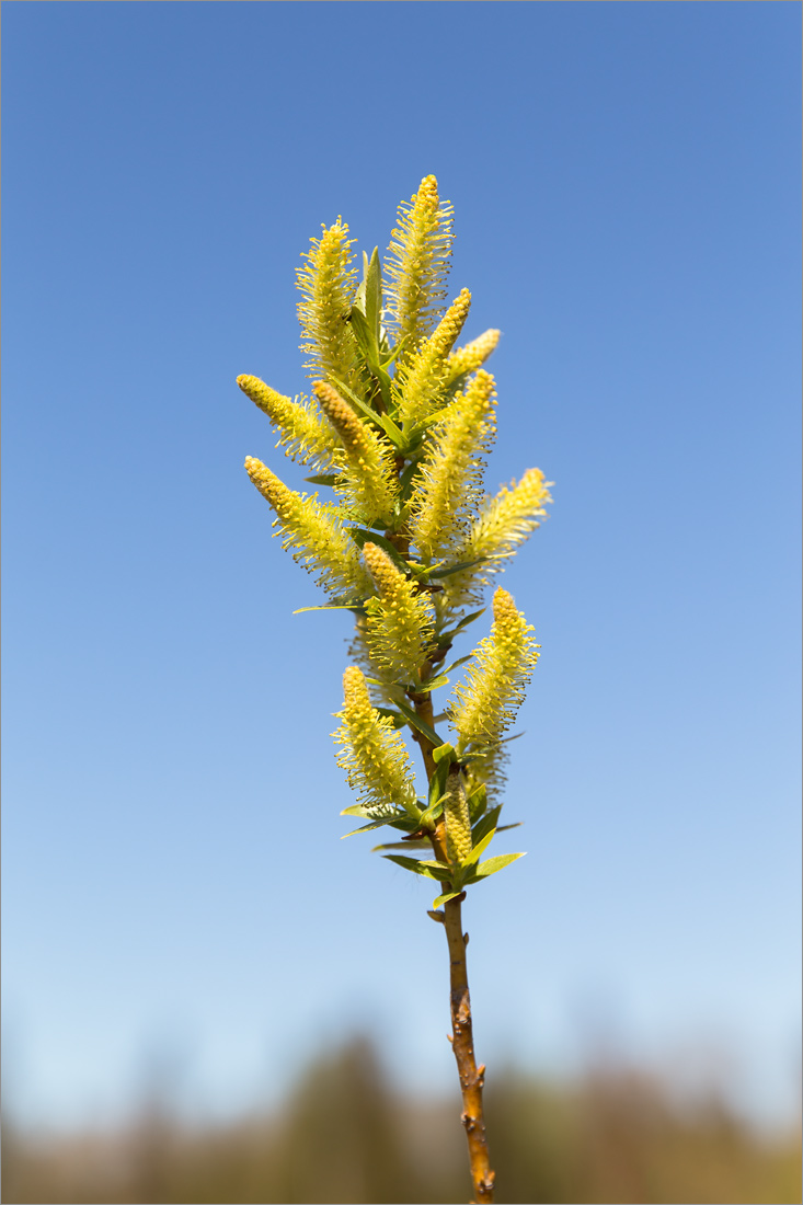 Image of genus Salix specimen.