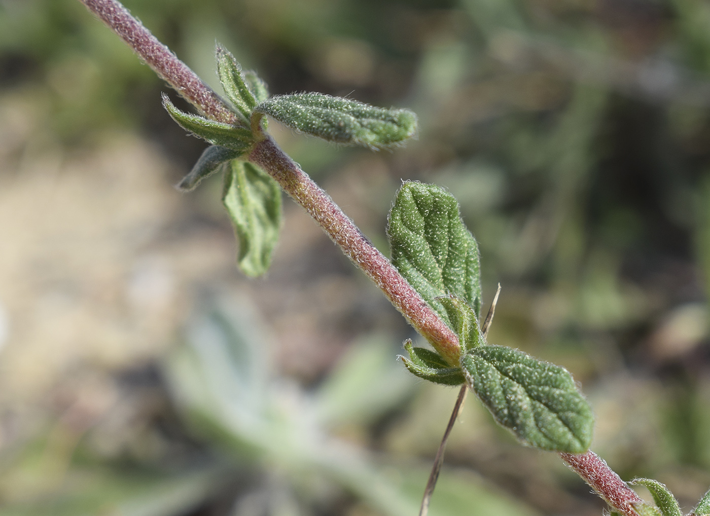 Изображение особи Helianthemum salicifolium.