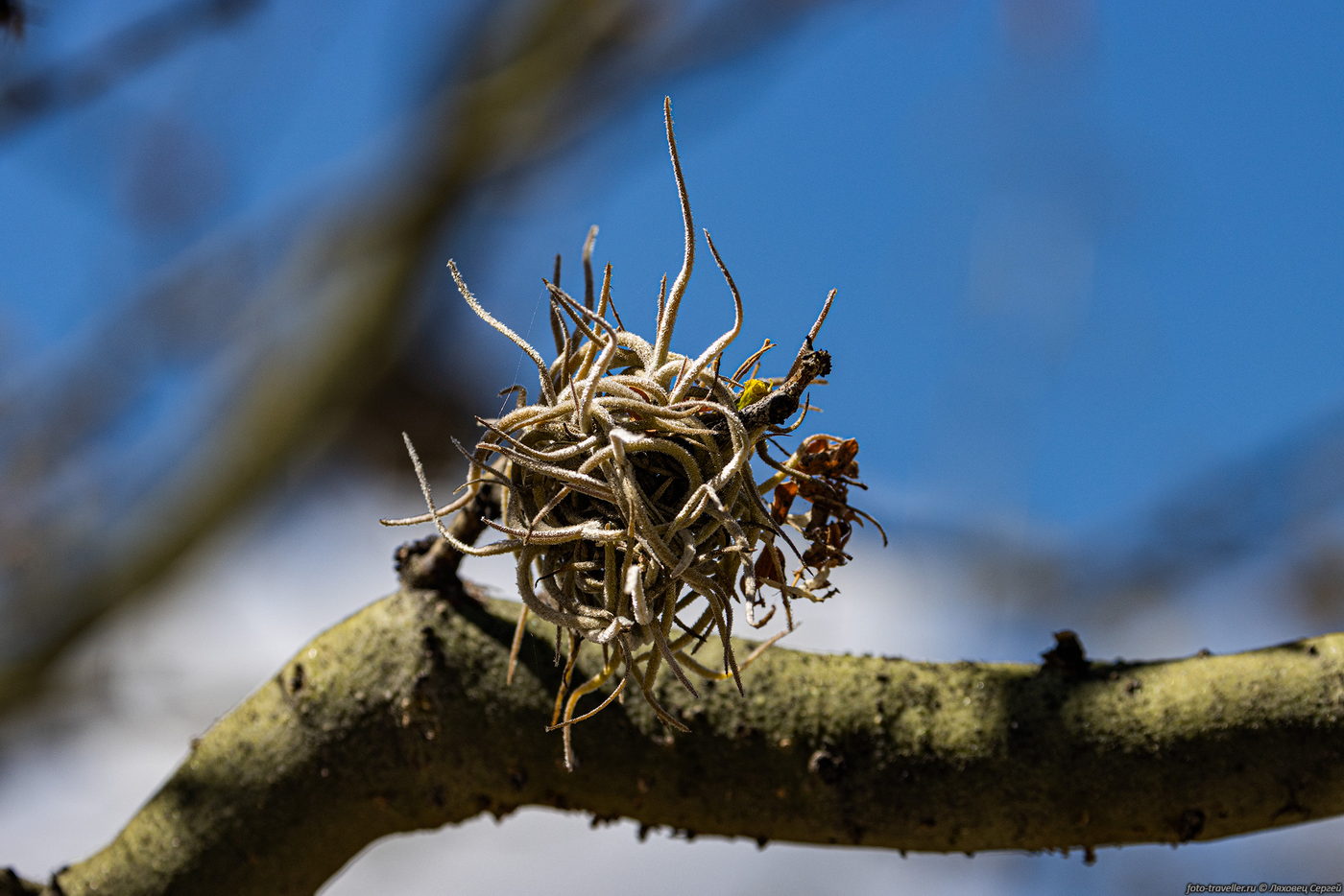 Image of genus Tillandsia specimen.