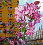 Malus &times; purpurea