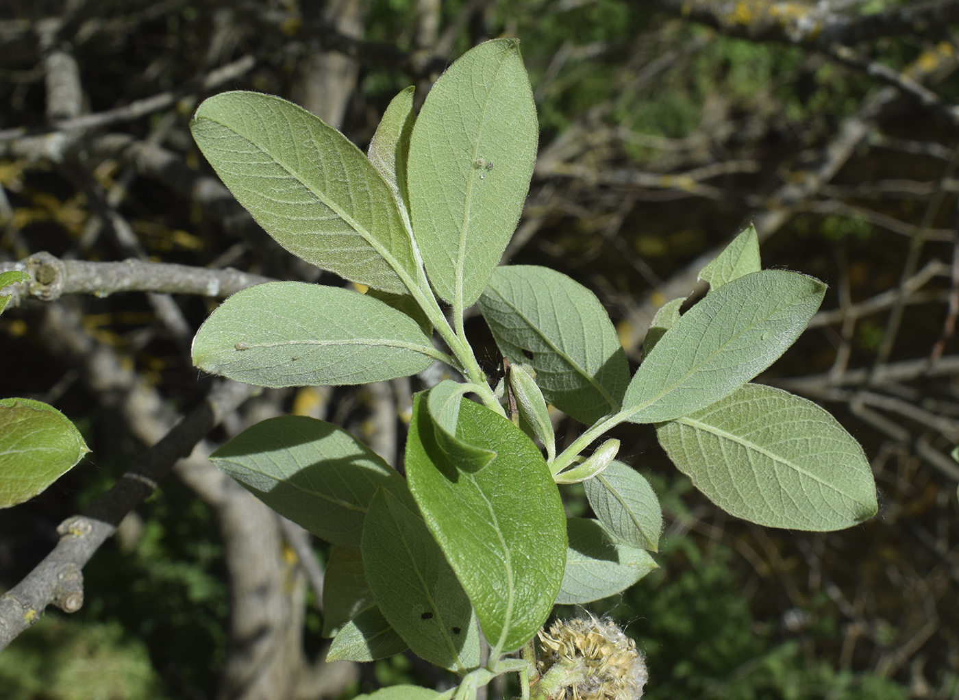 Image of Salix caprea specimen.