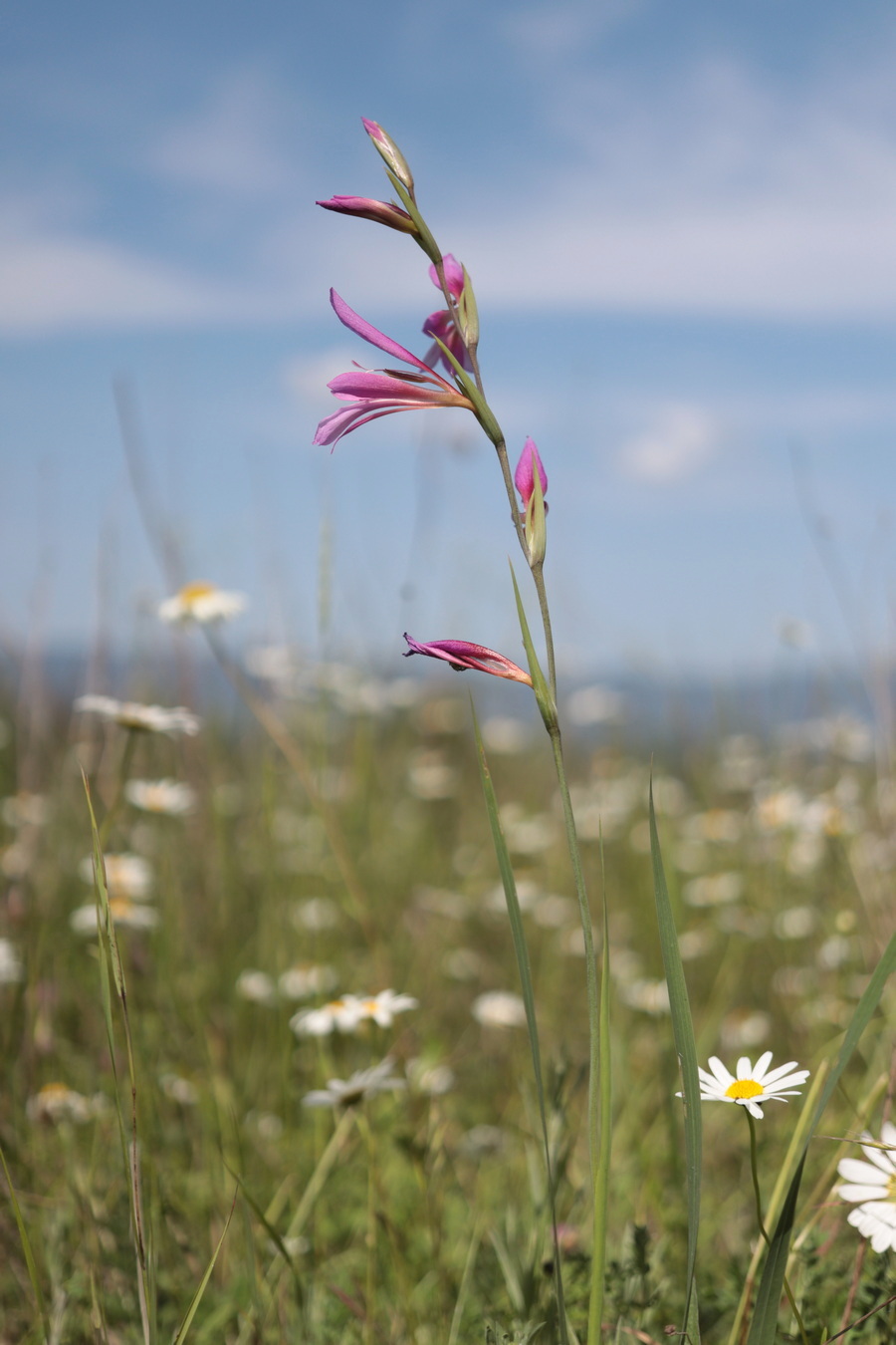 Image of Gladiolus italicus specimen.