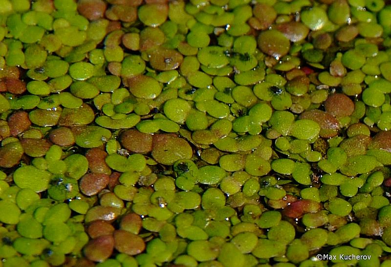 Image of Lemna minor specimen.
