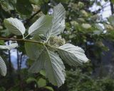 Sorbus aria. Верхушка ветви с соцветием (видна абаксиальная сторна листьев). Испания, автономное сообщество Каталония, провинция Барселона, комарка Бергеда, муниципалитет Сальдес, подножие горы Педрафорка, окр. смотр. площадки \"Гресолет\", 1557 м н.у.м., лужайка в смешаном лесу. 11.06.2023.