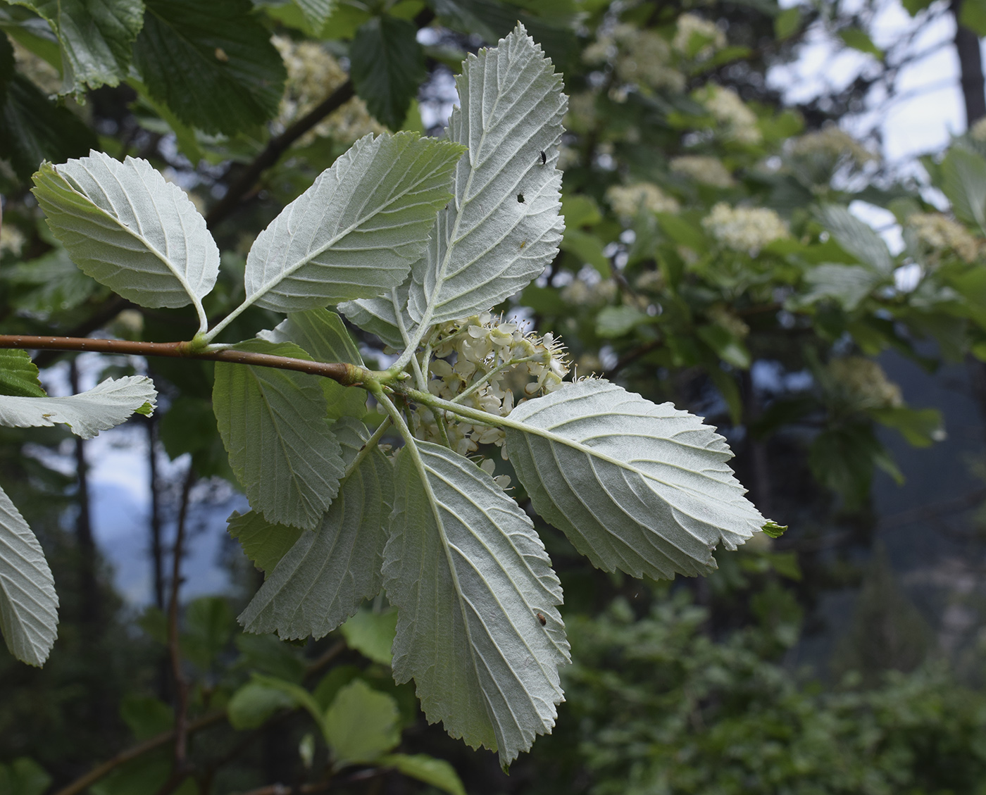 Изображение особи Sorbus aria.