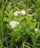 Spiraea betulifolia. Цветущее растение с кормящейся мухой на одном из соцветий. Приморский край, Чугуевский р-н, гора Снежная, выс. 1390 м н.у.м., разнотравный луг. 25.06.2023.